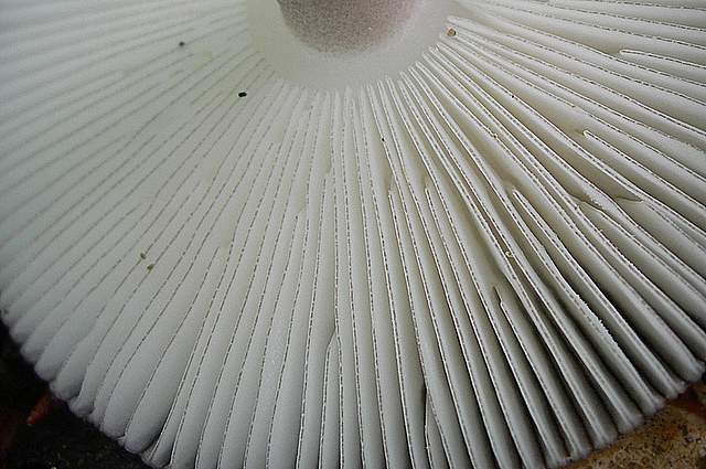 I  Funghi  della  faggeta  calcarea